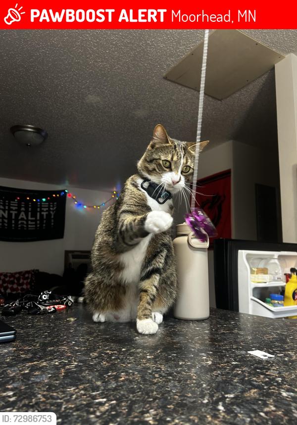Lost Male Cat last seen White cndmniums by village green golf course , Moorhead, MN 56560