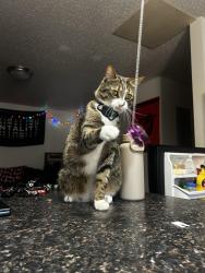 Lost Male Cat last seen White cndmniums by village green golf course , Moorhead, MN 56560