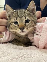 Shelter Stray Female Cat last seen Near Murphy Cir W, Carmel City, IN, 10501 Hague Rd, Fishers, IN 46038, USA
