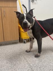 Shelter Stray Male Dog last seen Near E Northern Pkwy, 21214, MD, 301 Stockholm St, Baltimore, MD 21230, USA