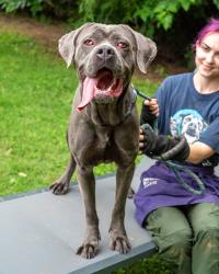 Shelter Stray Female Dog last seen Near N Decatur Rd Atlanta, 30306, 30306, GA, 3280 Chamblee Dunwoody Rd, Chamblee, GA 30341, USA