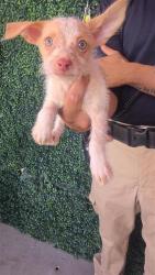 Shelter Stray Female Dog last seen Near DELTA DR, CITY of El Paso, TX, 5001 Fred Wilson Ave, El Paso, TX 79906, USA