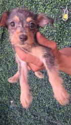 Shelter Stray Female Dog last seen Near DELTA DR, CITY of El Paso, TX, 5001 Fred Wilson Ave, El Paso, TX 79906, USA