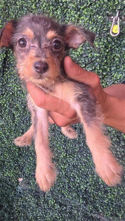 Shelter Stray Female Dog last seen Near DELTA DR, CITY of El Paso, TX, 5001 Fred Wilson Ave, El Paso, TX 79906, USA
