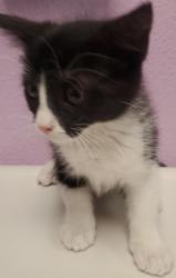Shelter Stray Female Cat last seen FILLMORE AVE, EL PASO, TX, 79930, CITY of El Paso, TX, 5001 Fred Wilson Ave, El Paso, TX 79906, USA