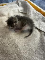 Shelter Stray Male Cat last seen Near JERSEY, CITY of El Paso, TX, 5001 Fred Wilson Ave, El Paso, TX 79906, USA