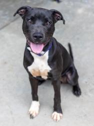 Shelter Stray Male Dog last seen Near Glenwood Rd, Decatur, GA 30035, 30035, GA, 3280 Chamblee Dunwoody Rd, Chamblee, GA 30341, USA
