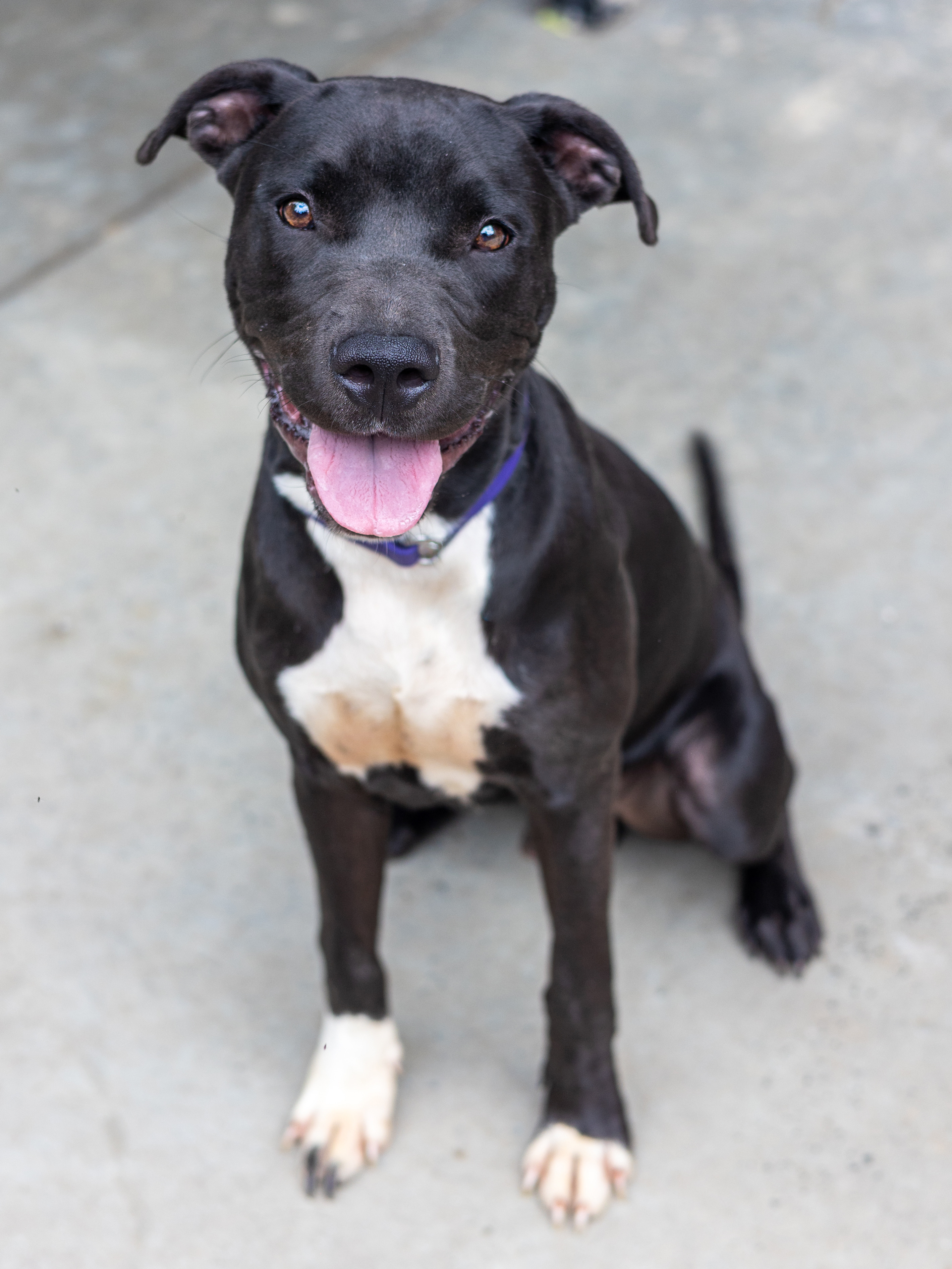 Shelter Stray Male Dog last seen Near Glenwood Rd, Decatur, GA 30035, 30035, GA, 3280 Chamblee Dunwoody Rd, Chamblee, GA 30341, USA