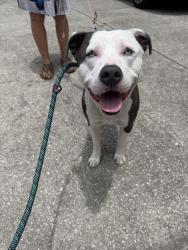 Shelter Stray Male Dog last seen N Mendoza Way, Dunnellon, FL, 4030 S Airport Rd, Inverness, FL 34450, USA