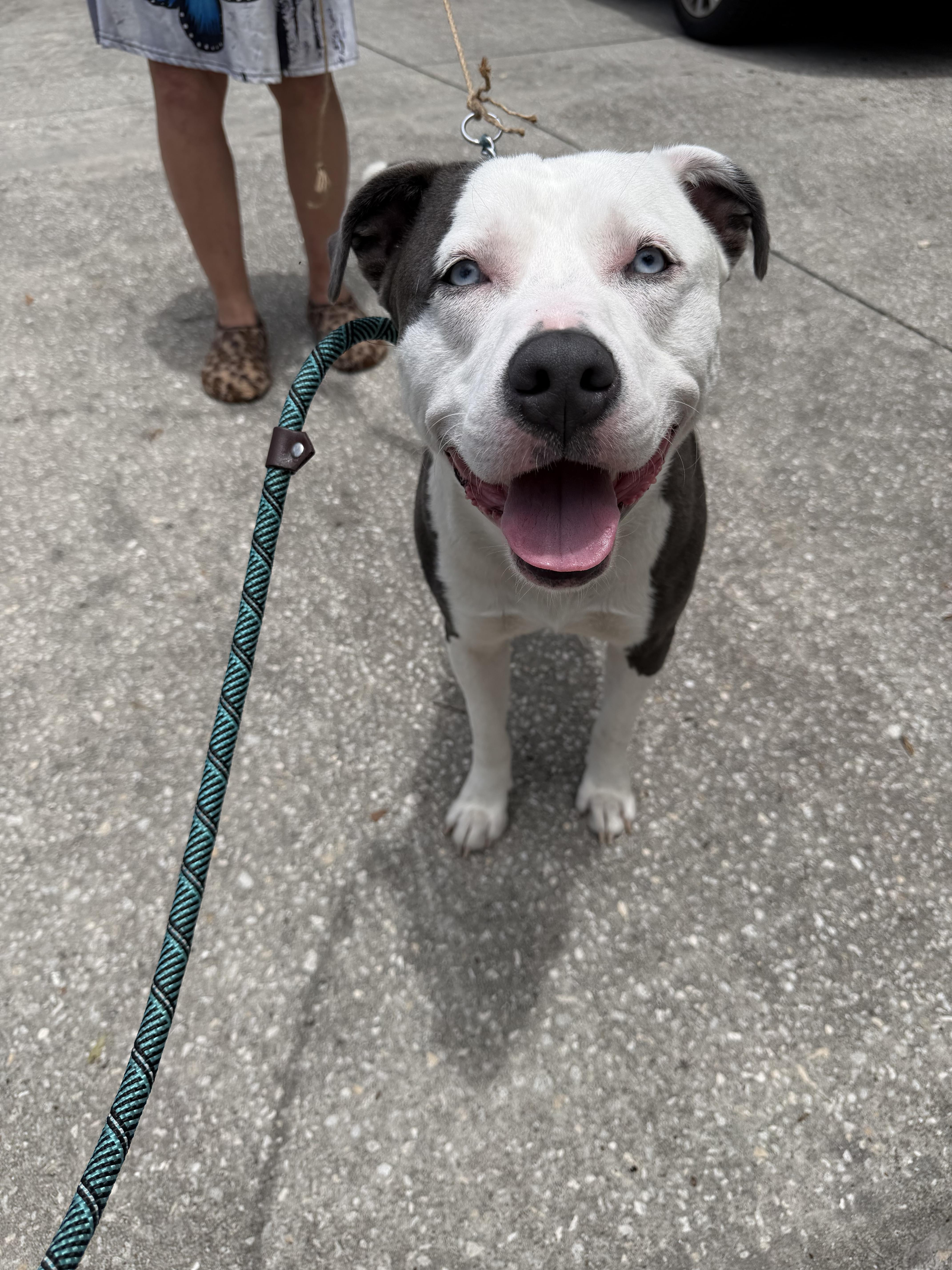 Shelter Stray Male Dog last seen N Mendoza Way, Dunnellon, FL, 4030 S Airport Rd, Inverness, FL 34450, USA