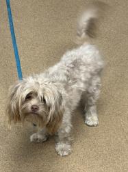 Shelter Stray Female Dog last seen Near Ottawa Trail Lithonia, 30038, 30038, GA, 3280 Chamblee Dunwoody Rd, Chamblee, GA 30341, USA