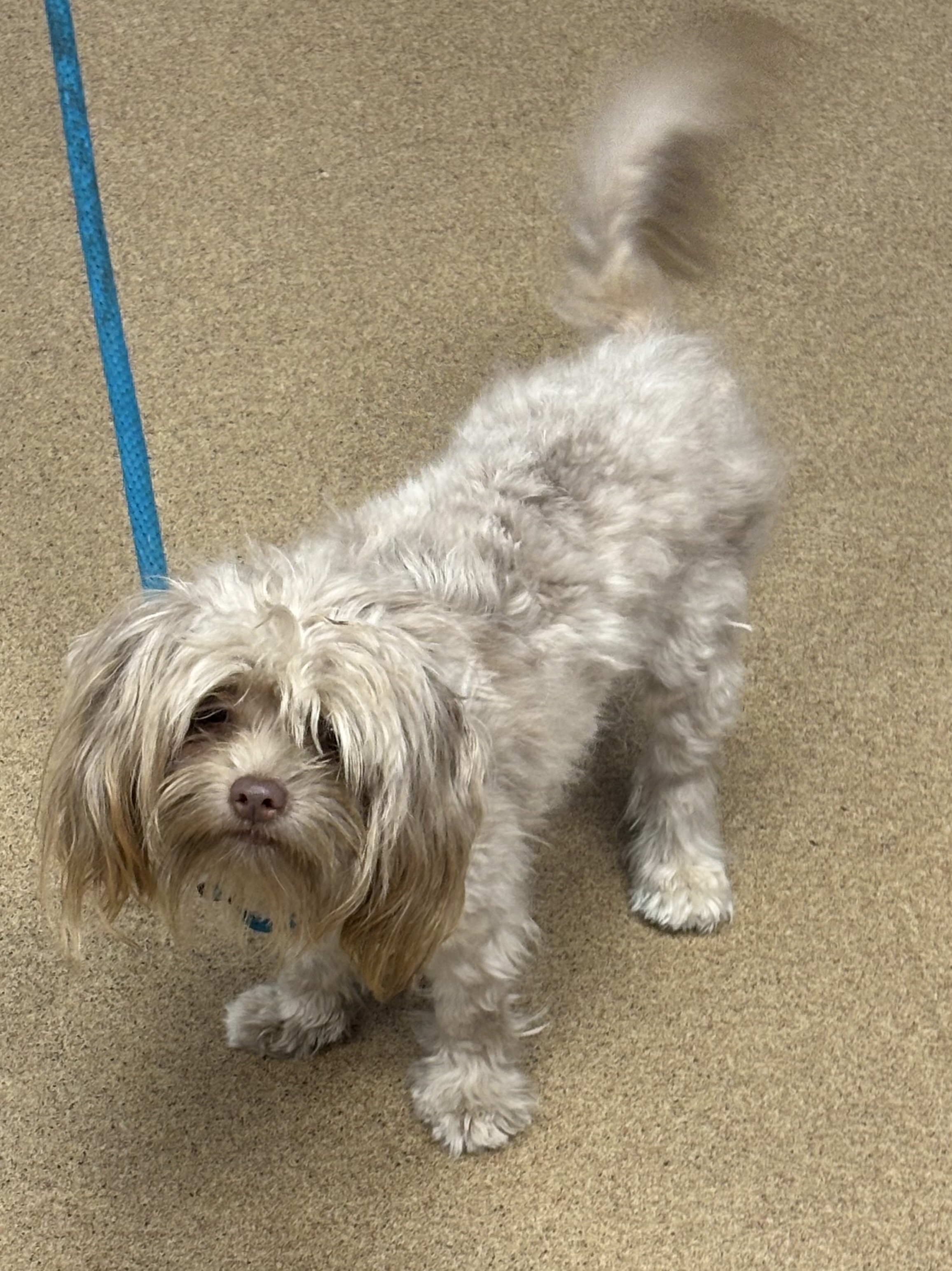 Shelter Stray Female Dog last seen Near Ottawa Trail Lithonia, 30038, 30038, GA, 3280 Chamblee Dunwoody Rd, Chamblee, GA 30341, USA