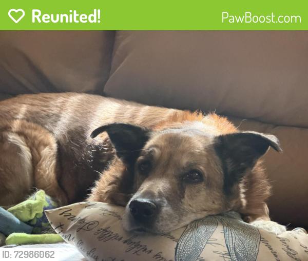 Reunited Female Dog last seen Sunny side road, Fruitland Park, FL 34731