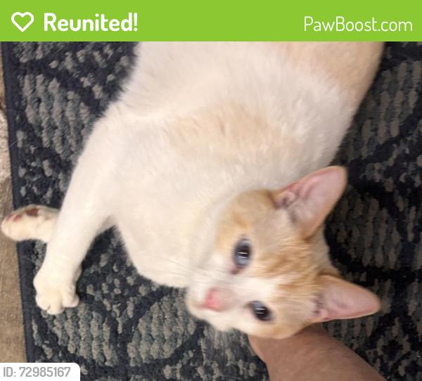 Reunited Unknown Cat last seen Crescenda , Los Angeles, CA 90049