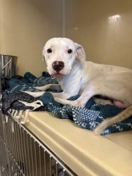 Shelter Stray Male Dog last seen Near Hague, 2nd District, OH, 9203 Detroit Ave, Cleveland, OH 44102, USA