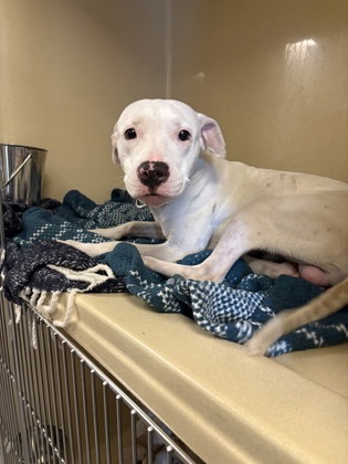 Shelter Stray Male Dog last seen Near Hague, 2nd District, OH, 9203 Detroit Ave, Cleveland, OH 44102, USA