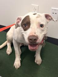 Shelter Stray Female Dog last seen W 25 & Clark, 2nd District, OH, 9203 Detroit Ave, Cleveland, OH 44102, USA
