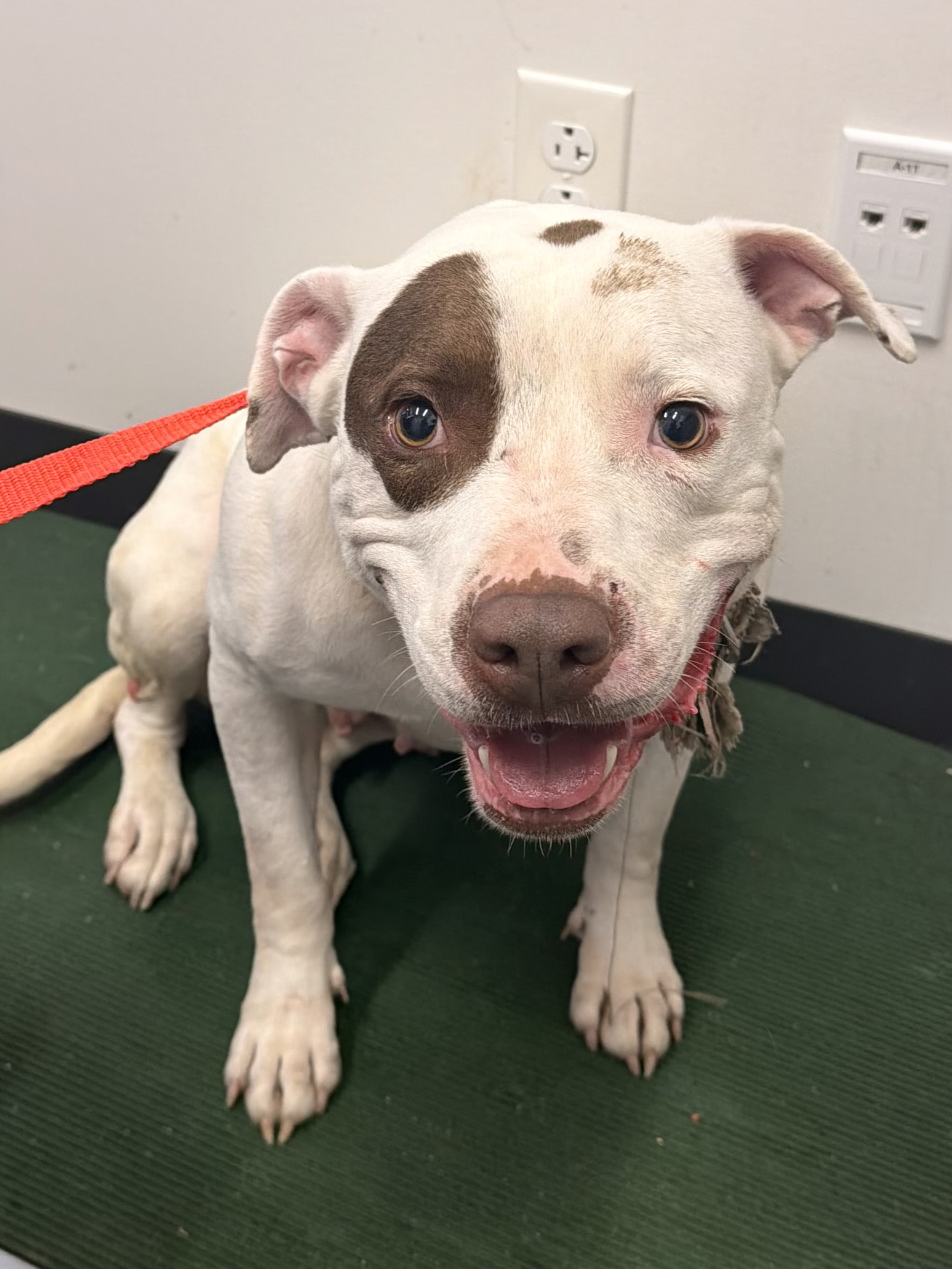 Shelter Stray Female Dog last seen W 25 & Clark, 2nd District, OH, 9203 Detroit Ave, Cleveland, OH 44102, USA