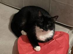 Reunited Male Cat last seen Near chamfort Drive Lexington SC 29072, Lexington, SC 29072