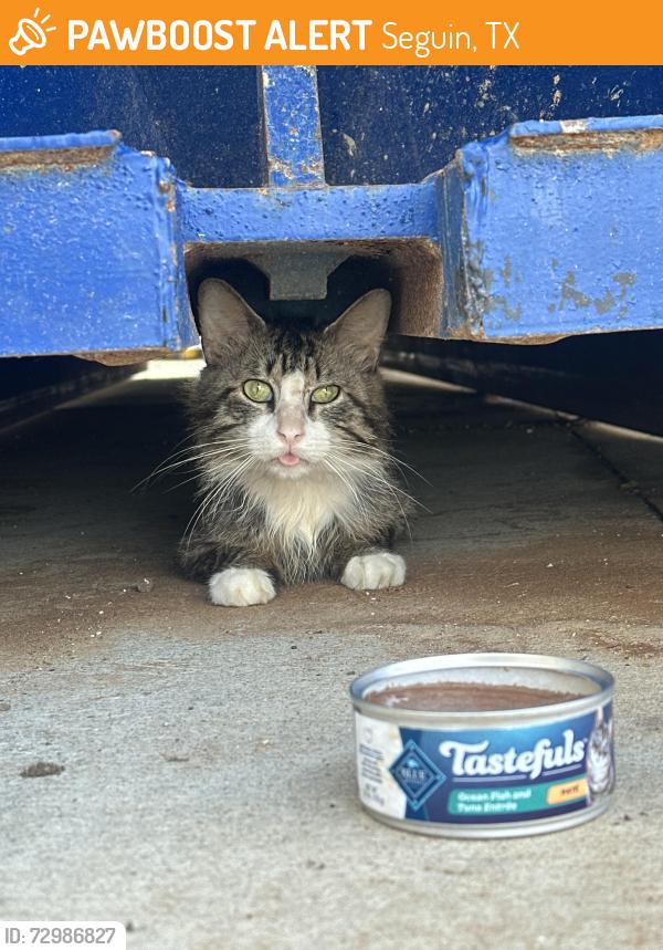 Found/Stray Unknown Cat last seen Walgreens, Seguin, TX 78155