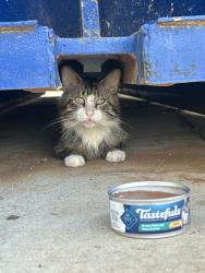 Found/Stray Unknown Cat last seen Walgreens, Seguin, TX 78155