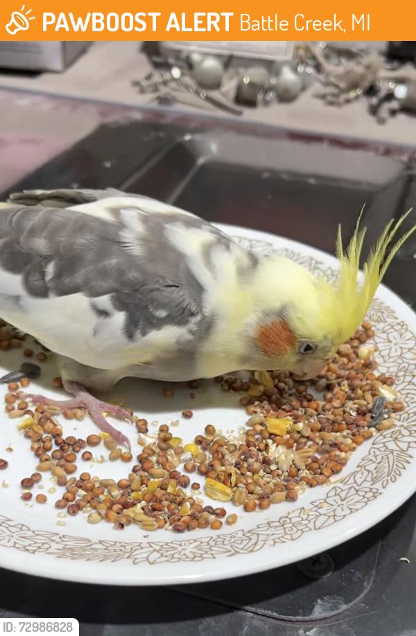 Found/Stray Unknown Bird last seen Off Watkins rd near millers time out, Battle Creek, MI 49015