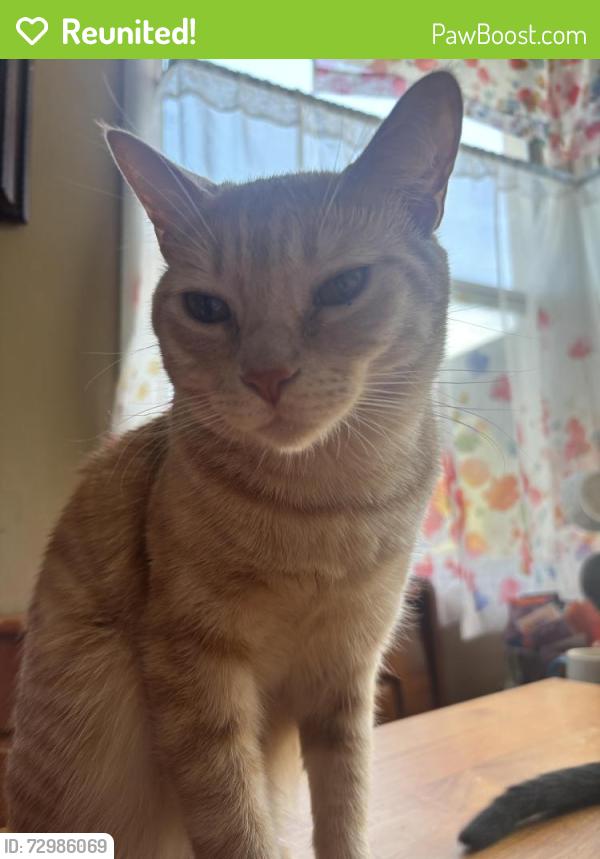 Reunited Male Cat last seen 135th Ave, San Leandro CA, San Leandro, CA 94578