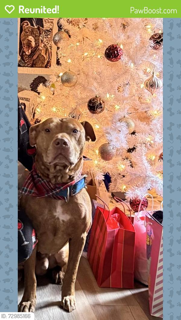 Reunited Male Dog last seen Millers Mill Rd and 138-W, Stockbridge, GA 30281