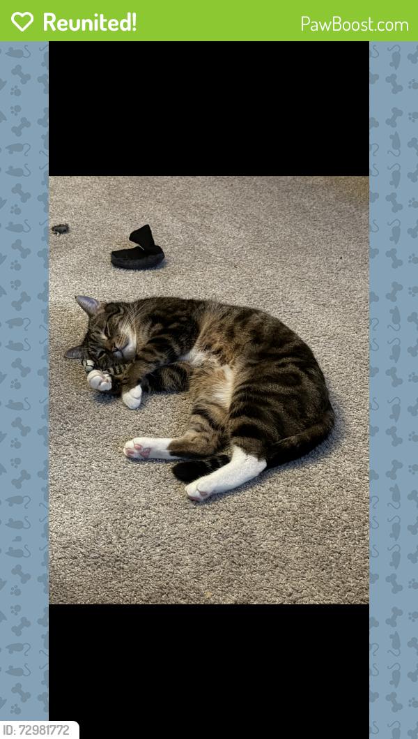 Reunited Male Cat last seen Walker and Duncan, DuPont, WA 98327