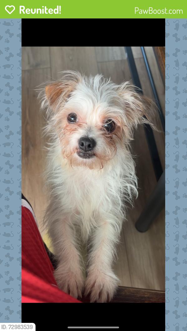 Reunited Female Dog last seen Near Jefferson ave , Springfield, MA 01107