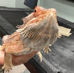 Shelter Stray Unknown Reptile last seen Near Buffaloe Road, RALEIGH, NC, 27616, 820 Beacon Lake Dr, Raleigh, NC 27610, USA