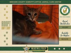 Shelter Stray Unknown Cat last seen Near N Carpenter Road, TITUSVILLE, FL, 32796, 5100 W Eau Gallie Blvd, Melbourne, FL 32934, USA