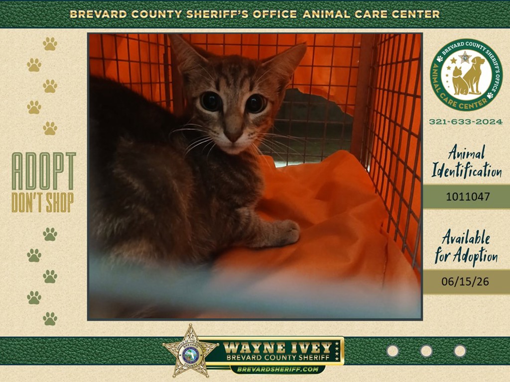Shelter Stray Unknown Cat last seen Near N Carpenter Road, TITUSVILLE, FL, 32796, 5100 W Eau Gallie Blvd, Melbourne, FL 32934, USA