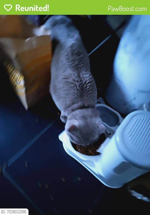 Reunited Male Cat last seen Karma kitchen Trailer, Wigston , Leicestershire, England LE18