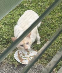 Found/Stray Unknown Cat last seen High Point Community Of Fort Pierce, Fort Pierce, FL 34982