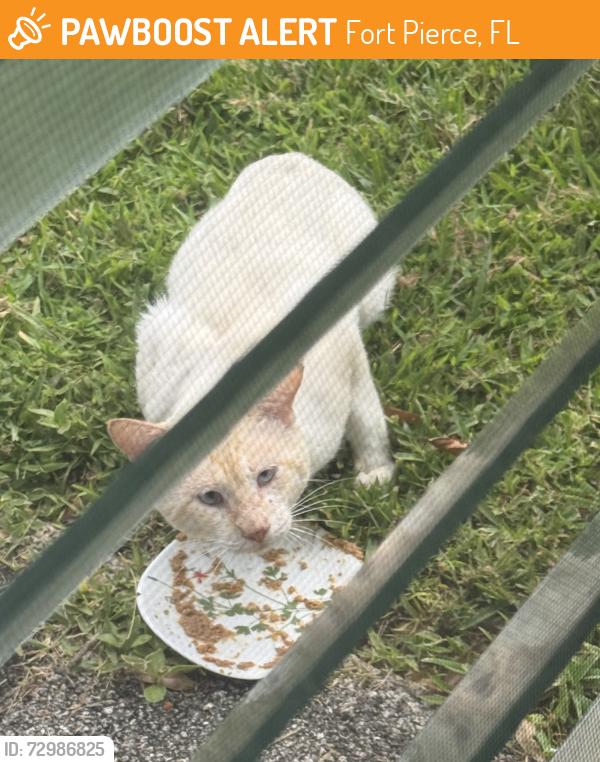 Found/Stray Unknown Cat last seen High Point Community Of Fort Pierce, Fort Pierce, FL 34982