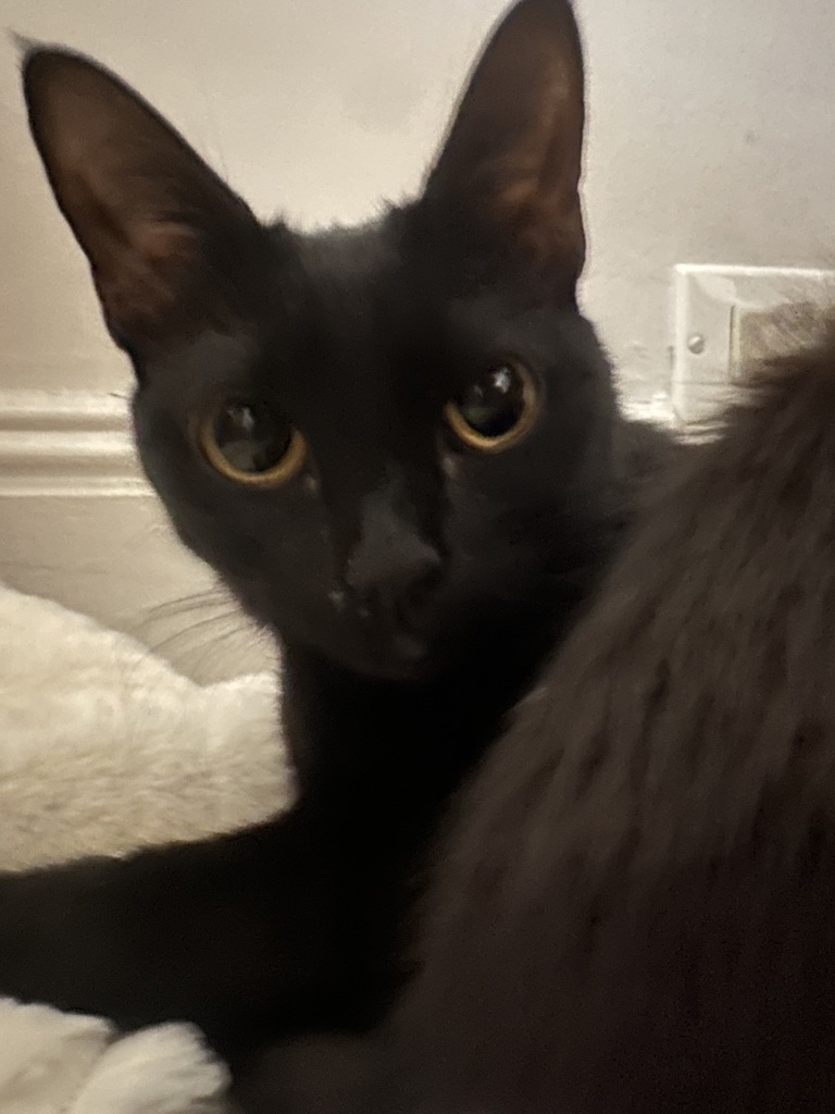 Shelter Stray Female Cat last seen Near Morris Avenue, BRONX, NY, 10457, 326 E 110th St, New York, NY 10029, USA