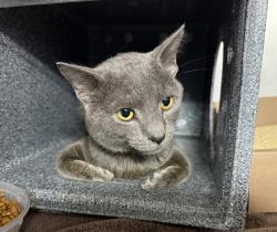 Shelter Stray Male Cat last seen Apt 5D,445 W 125th Street, NEW YORK, NY, 10027, 326 E 110th St, New York, NY 10029, USA