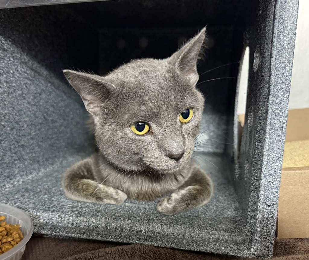 Shelter Stray Male Cat last seen Apt 5D,445 W 125th Street, NEW YORK, NY, 10027, 326 E 110th St, New York, NY 10029, USA