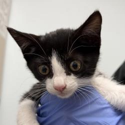 Shelter Stray Female Cat last seen San Diego, CA, 92113, 5500 Gaines St, San Diego, CA 92110, USA