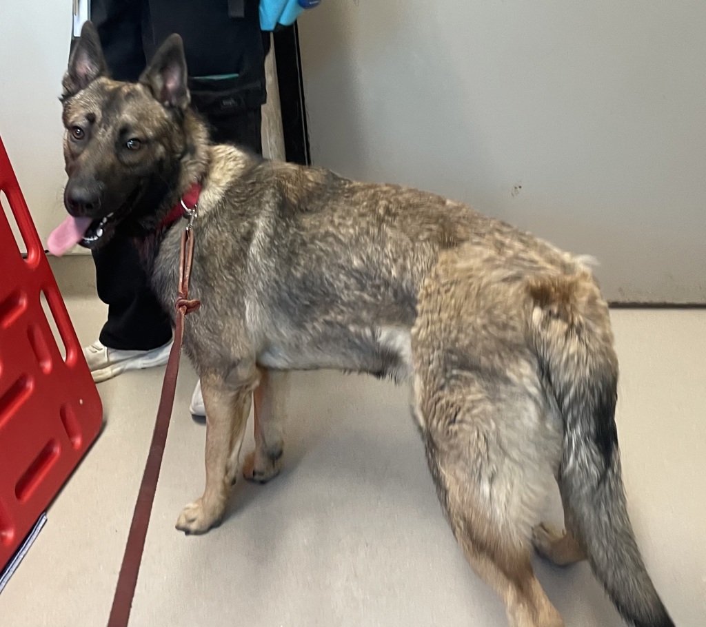 Shelter Stray Male Dog last seen Main Street, El Cajon, CA, 92020, El Cajon, CA 92020, USA