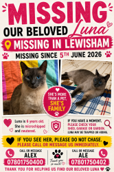 Lost Female Cat last seen Nearest Lidl, Greater London, England 