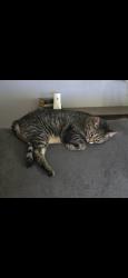 Reunited Female Cat last seen Del Prado North, Cape Coral, FL 33909