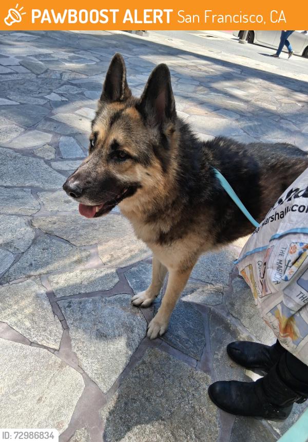 Found/Stray Male Dog last seen 6th and jessie, San Francisco, CA 94103