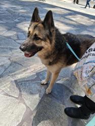 Found/Stray Male Dog last seen 6th and jessie, San Francisco, CA 94103
