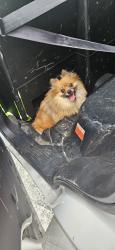 Found/Stray Male Dog last seen Hoffner and 436, Orlando, FL 32822