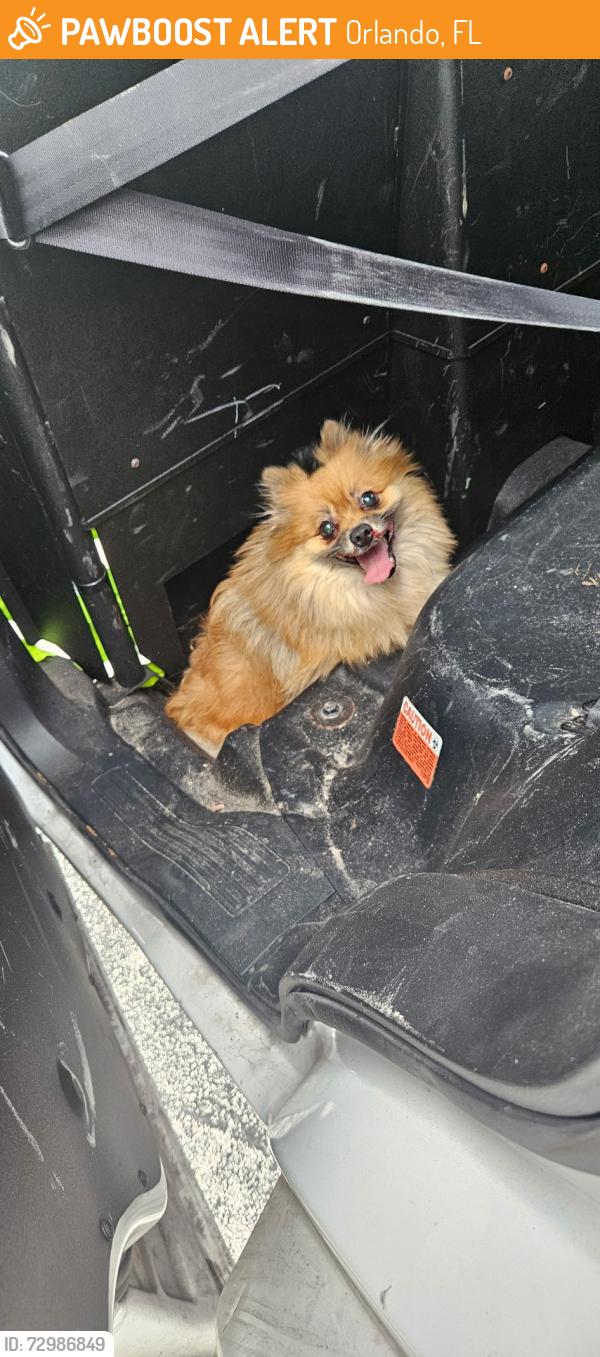 Found/Stray Male Dog last seen Hoffner and 436, Orlando, FL 32822