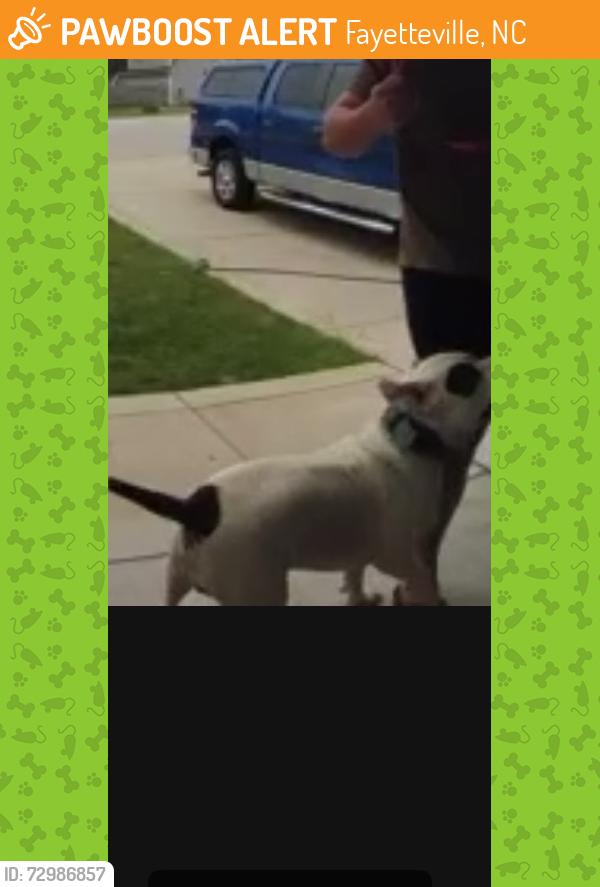 Found/Stray Male Dog last seen Stonewash, Fayetteville, NC 28306