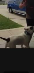 Found/Stray Male Dog last seen Stonewash, Fayetteville, NC 28306