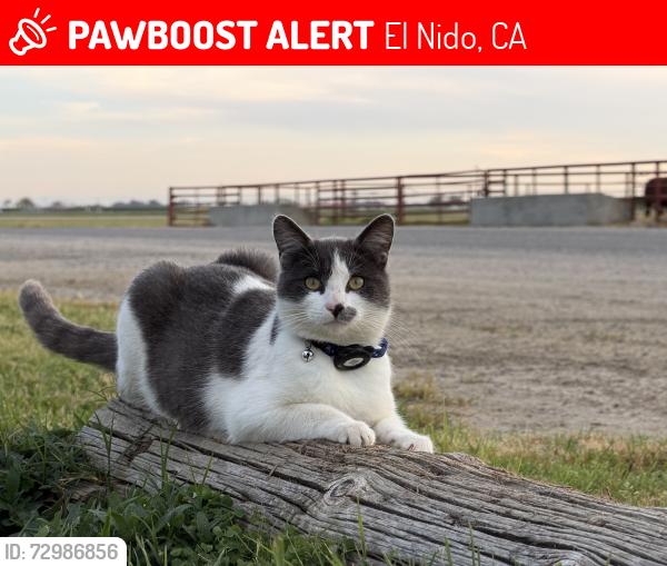 Lost Male Cat last seen Roosevelt and Arbor Way, El Nido CA, El Nido, CA 95317